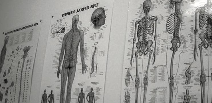 Chiropractic Diagram